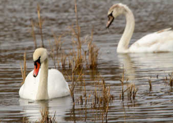  Swans on the lake