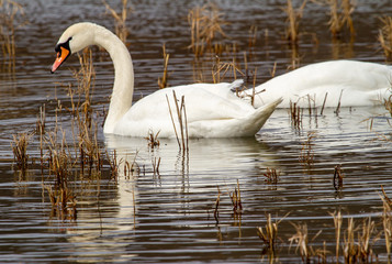 Swans on the Olt river in Romania