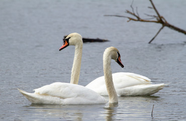 Fototapeta premium Swans on the Olt river in Romania