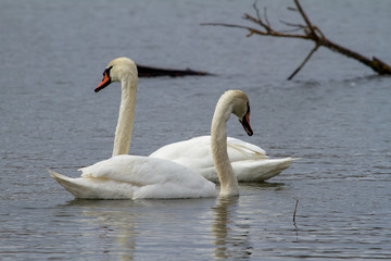Swan on the lake