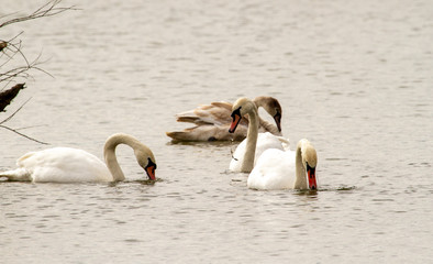  Swans on the lake