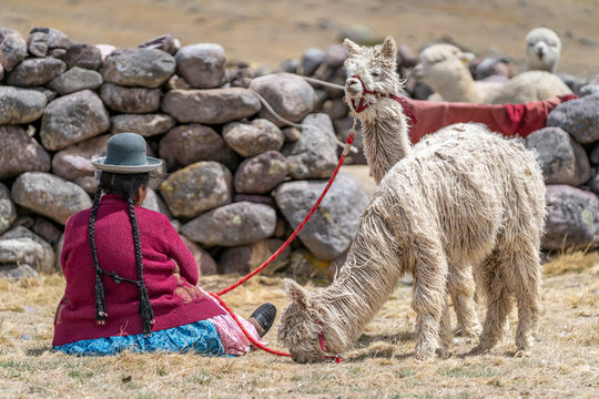 Alpaca in Peru Highlands Andes Mountains