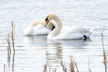 Swans 