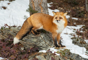 Red fox in. winter forest