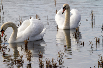 Swans on the Olt river Romania