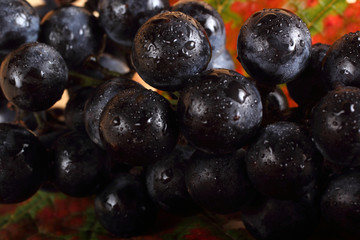 Black wine grape on autumn leaf