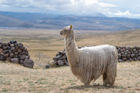 Alpaca in Peru Highlands Andes Mountains
