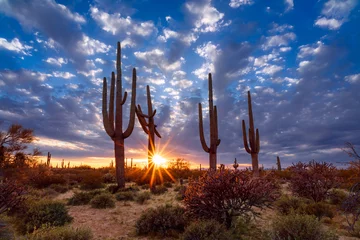 Fotobehang Saguaro-cactus en woestijnlandschap van Arizona bij zonsondergang © JSirlin