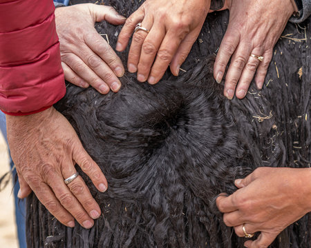 Alpaca Fibers in Peru Highlands