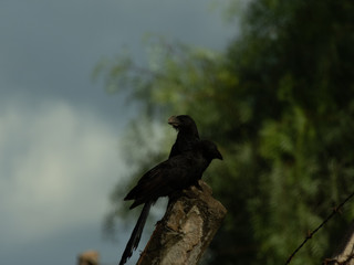 taking advantage of the day to photograph birds of the Anu-Preto species