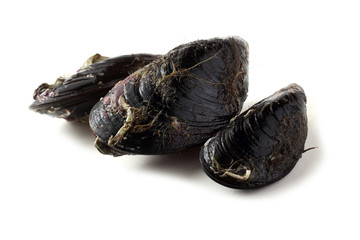 Mussels