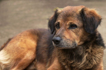 Dog face like a sad dog waiting his owner