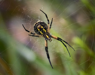 Not So Soft Underbelly