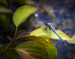 Blue Dasher - Green Leaves