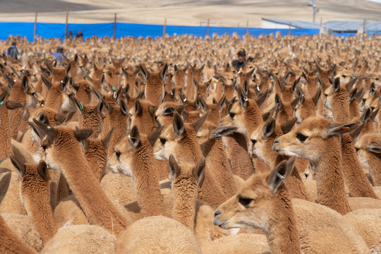 Vicuna Chaccu in Peru Highlands