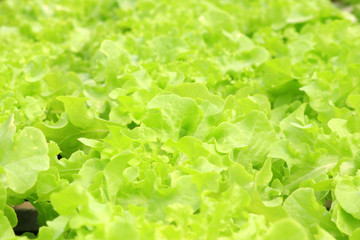 fresh vegetable in organic farm