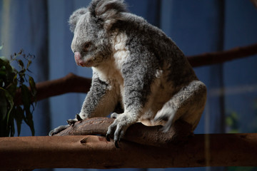 koala in tree