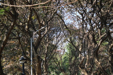 Obraz premium tree in the forest