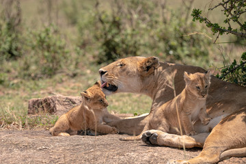 Fototapeta na wymiar Mother lioness from the Black Rock Pride washes a tiny cub while another climbs on her. Image taken in the Masai Mara, Kenya. 