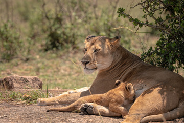 Fototapeta na wymiar Mother lioness from the Black Rock Pride nurses her young cub. Image taken in the Masai Mara, Kenya. 