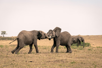 Naklejka na ściany i meble Two young male elephants practicing their sparring techniques in a fake fight. Image taken in the Masai Mara, Kenya. 