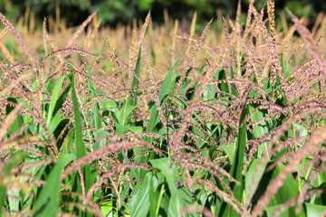 maize in cultivated agricultural farm