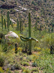 Obraz premium saguaro cactus with interesting arms
