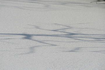 Baumschatten auf eingeschneiter Wiese im Winter