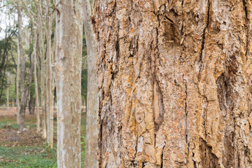 tree in the forest with blurred background