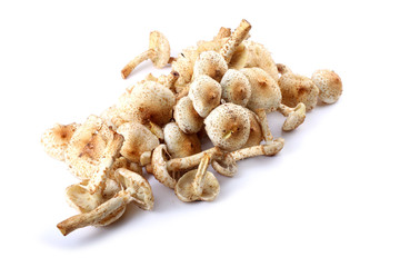 Pholiota squarrosa (shaggy scalycap, shaggy Pholiota, scaly Pholiota)