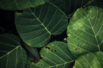 closeup nature view of green leaf in garden