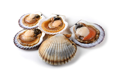 Opened scallops