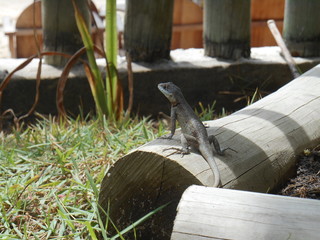 Lagartija sobre un tronco