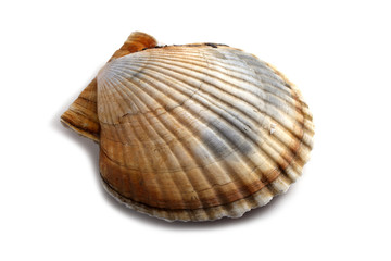 Scallop