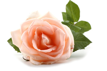 Cream color rose