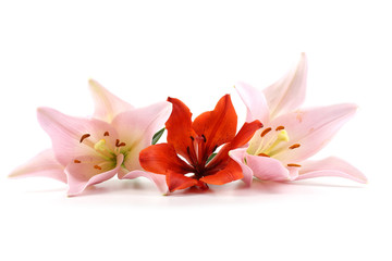 Different color lilies