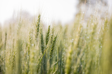 Green ears of barley with water drops after spraying water system close up at agricultural field....