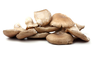 Oyster mushrooms