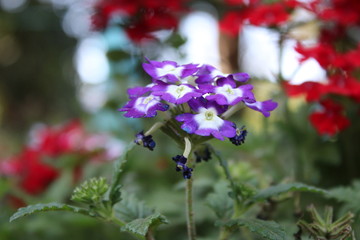 blue flowers in the garden