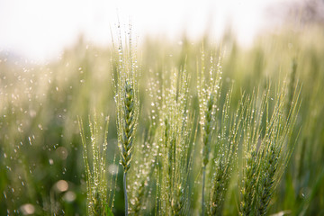 Green ears of barley with water drops after spraying water system close up at agricultural field. Green ear of barley with dew drops. © kamonrat