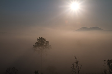 Obraz na płótnie Canvas tree in fog at sunrise mountain