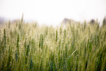 Green ears of barley with water drops after spraying water system close up at agricultural field....