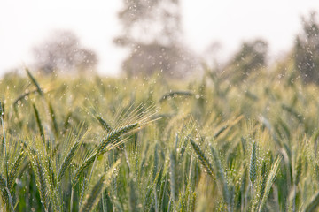 Green ears of barley with water drops after spraying water system close up at agricultural field....