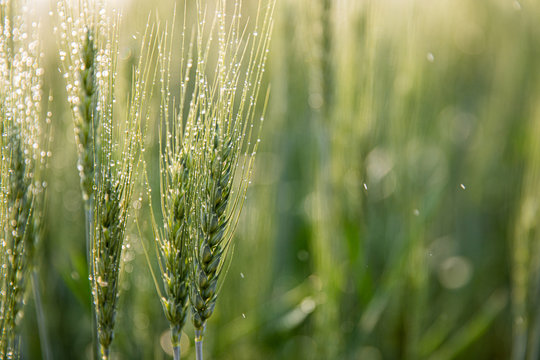 Green Ears Of Barley With Water Drops After Spraying Water System Close Up At Agricultural Field. Green Ear Of Barley With Dew Drops.