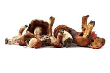 Different bolete mushrooms