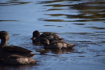 Aves silvestre del lago