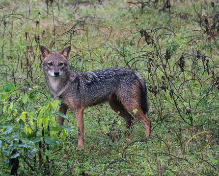 Portrait of a Black-Backed Jackal, Sri Lanka