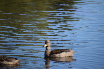Aves silvestre del lago