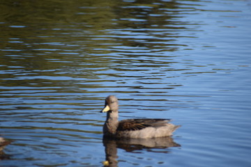 Aves silvestre del lago