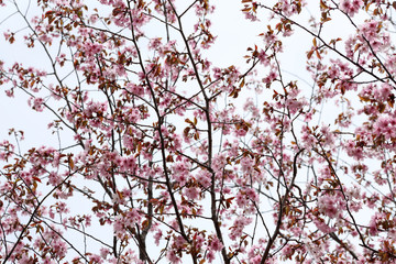 Sakura. Apricot blossom.